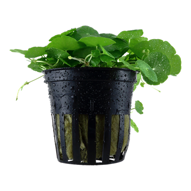 HYDROCOTYLE VERTICILLATA