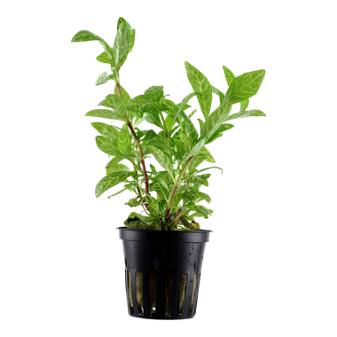 Hygrophila polysperma 'Rosanervig'