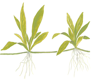 Helanthium bolivianum 'Quadricostatus' 2.png