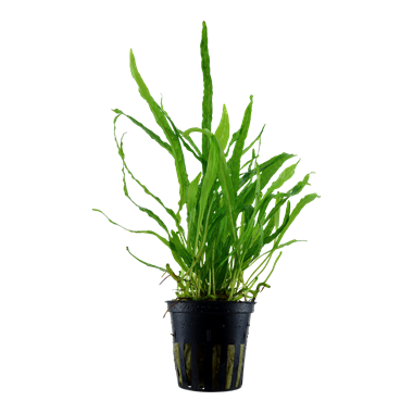 MICROSORUM PTEROPUS 'NARROW'