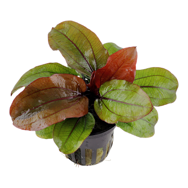 ECHINODORUS 'RENI'