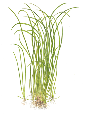 Subulata.png