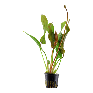 Echinodorus 'Red Diamond'