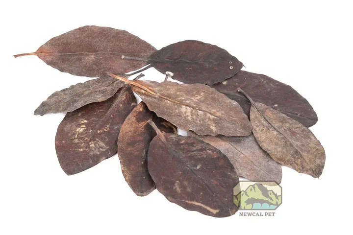 NewCal Mangrove Leaves