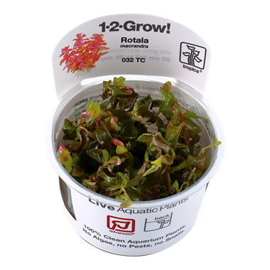 ROTALA MACRANDRA