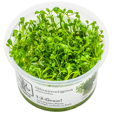 glossostigma.png