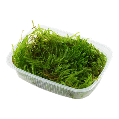 TAXIPHYLLUM 'SPIKY'