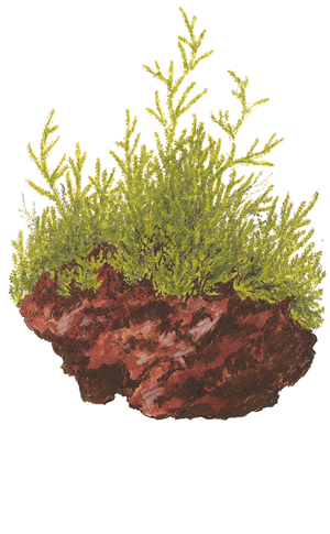 Java moss 2.png