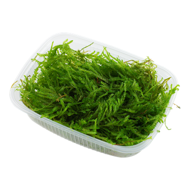 VESICULARIA FERRIEI 'WEEPING'