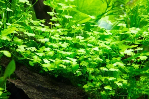 Hydrocotyle cf. tripartita  Japan  Florida Nurseries