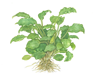 Schismato.png