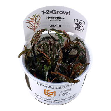 HYGROPHILA PINNATIFIDA