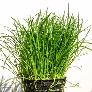 narrow leaf micro.webp