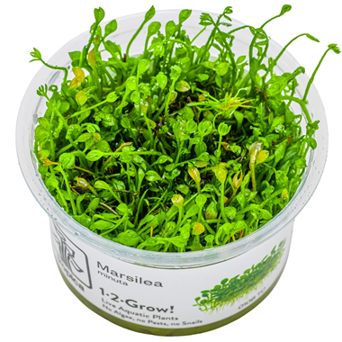 Marsilea minuta.png