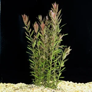 Rotala+rotundifolia.webp