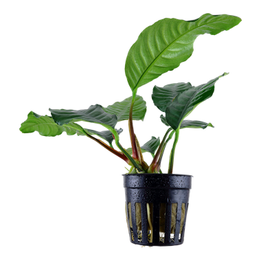 ANUBIAS BARTERI 'COFFEIFOLIA'