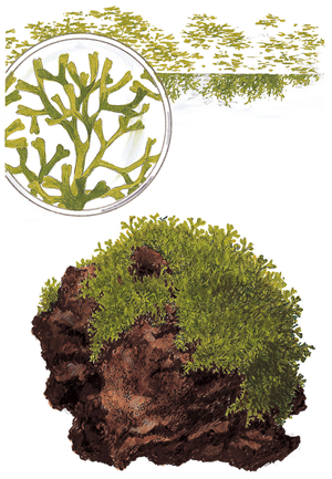 riccia 1.png