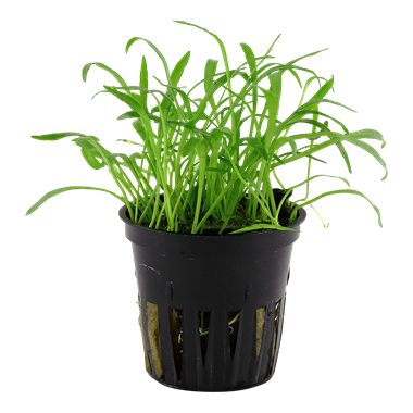 LILAEOPSIS BRASILIENSIS