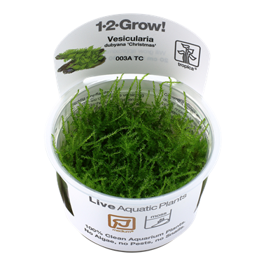 VESICULARIA DUBYANA 'CHRISTMAS'