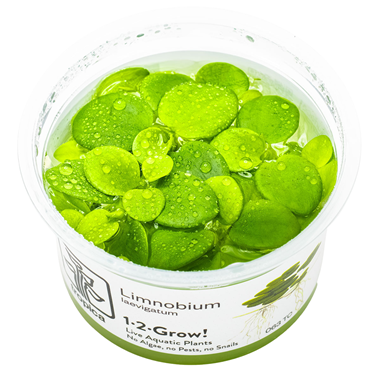 Limnobium frogbit.png