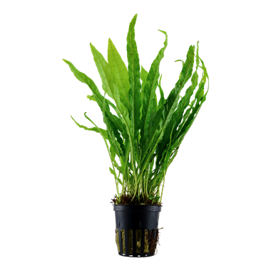 Microsorum pteropus.png