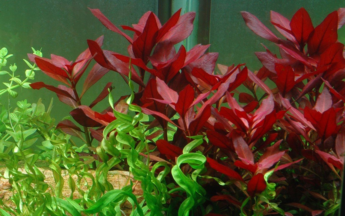 Ludwigia Repens 'Rubin'.jpeg