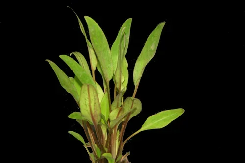cryptocoryne+lutea.webp