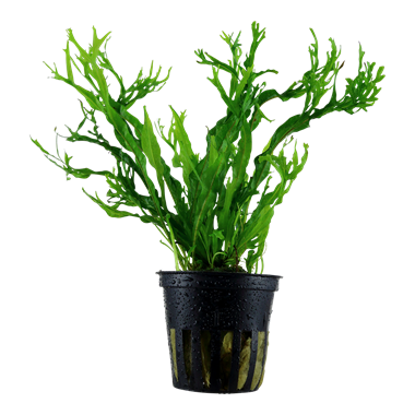 MICROSORUM PTEROPUS 'WINDELØV'