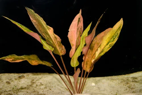 Cryptocoryne wendtii 'Florida Sunset'