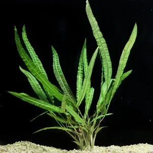 Cryptocoryne_crispatula.webp