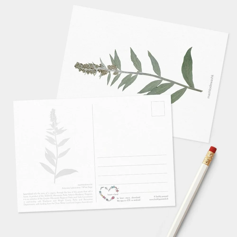 heart land postcard sage square.jpg