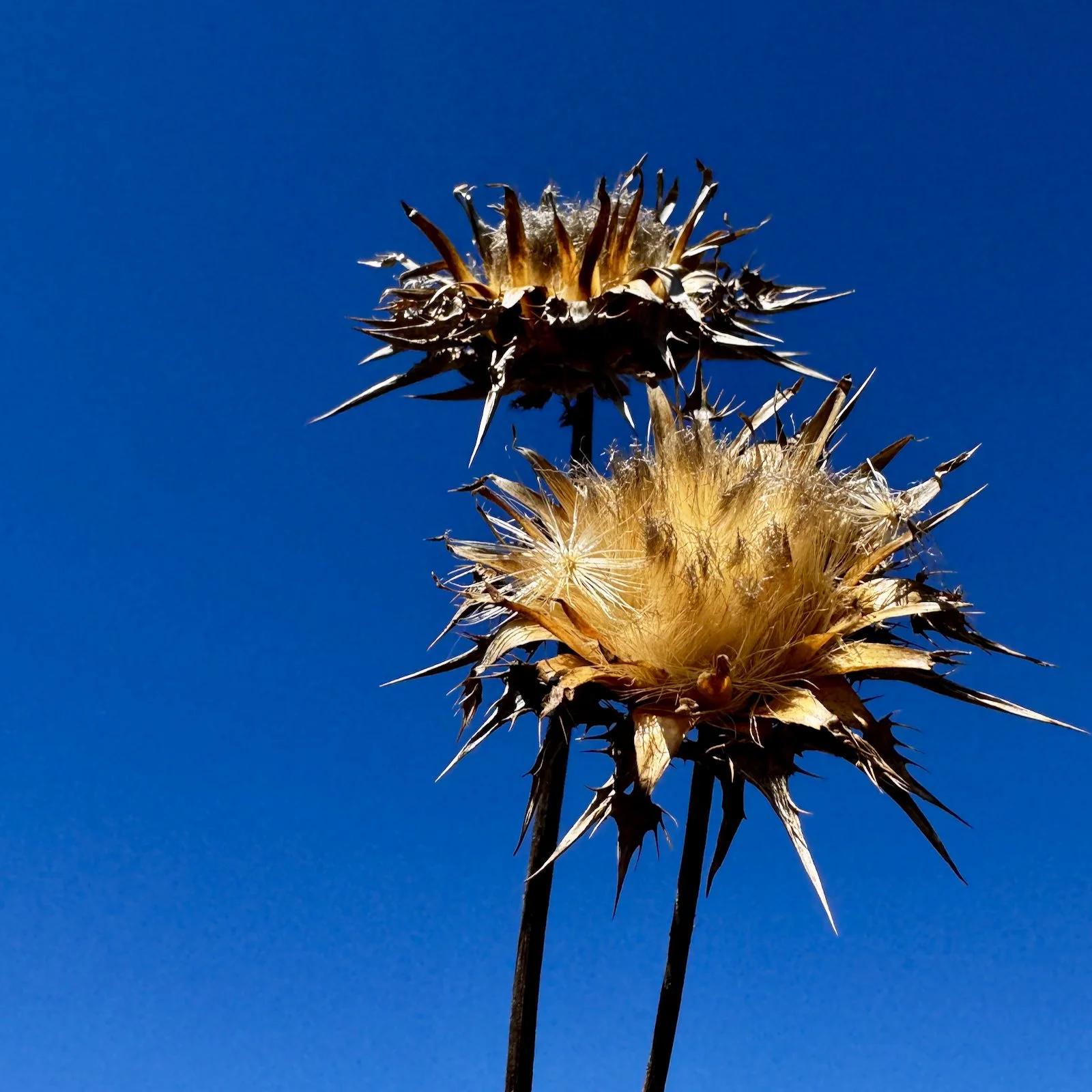 The grasses have shifted from their glowing gold…