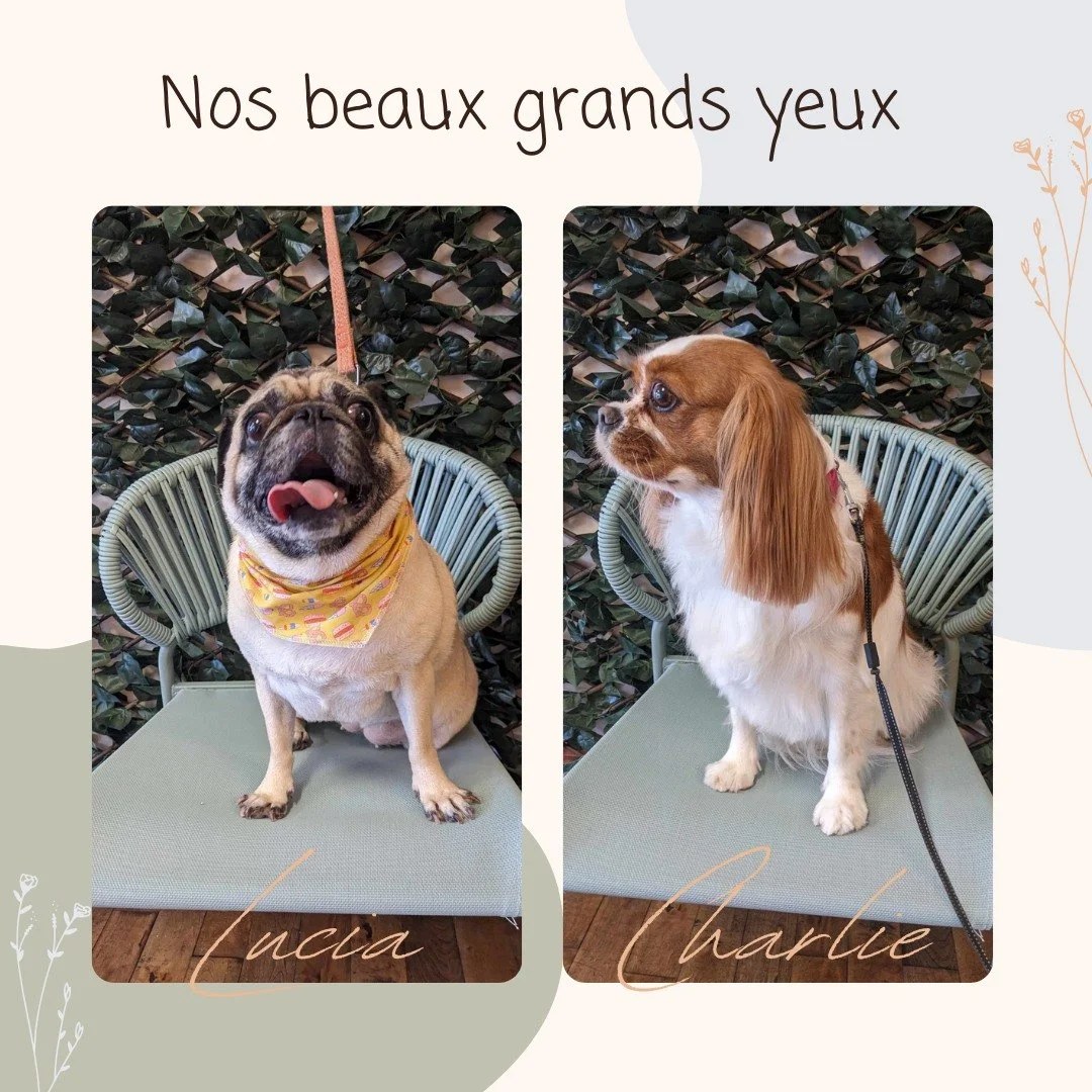Chez Bravoure, nous bichonnons vos compagnons avec douceur, patience et une bonne dose d&rsquo;amour!
R&eacute;sultat : des chiens d&eacute;tendus, propres et trop mignons ✨

📍 Prenez rendez-vous pour offrir &agrave; votre boule de poils son moment 