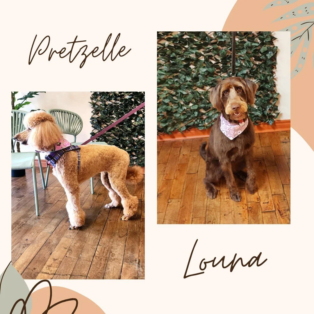 Deux styles, deux personnalit&eacute;s, mais un m&ecirc;me &eacute;clat ✨
Pretzelle et Louna ont chacune brill&eacute; &agrave; leur fa&ccedil;on apr&egrave;s leur passage chez Bravoure 🐩
Douceur, &eacute;l&eacute;gance et attention sur mesure&helli