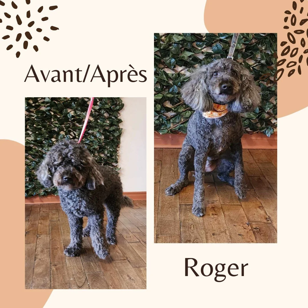 Roger, avant et apr&egrave;s son passage chez Bravoure ✂️
Un bon toilettage fait toute la diff&eacute;rence!!

Envie du m&ecirc;me soin pour votre compagnon ? Contactez-nous ici :
📞 450 271-7397
📍 283 Rue Papineau, Joliette
📅 www.soinbravoure.com
