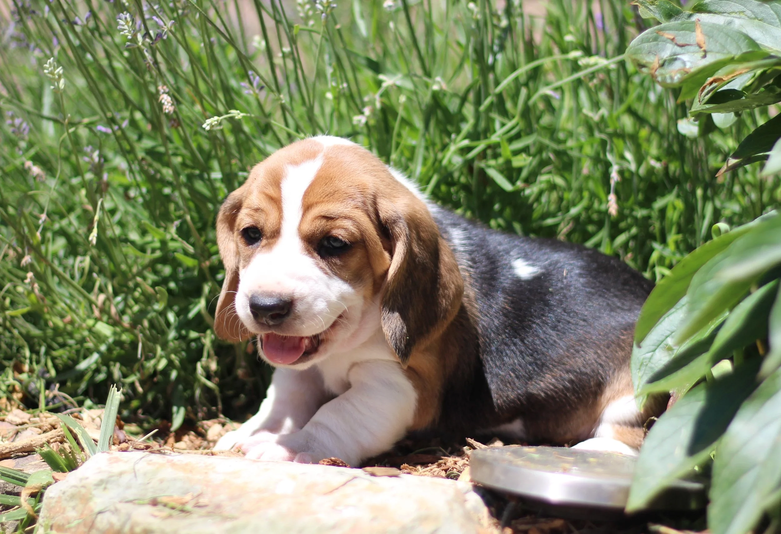 Lola - MATCHED WITH A FAMILY!!