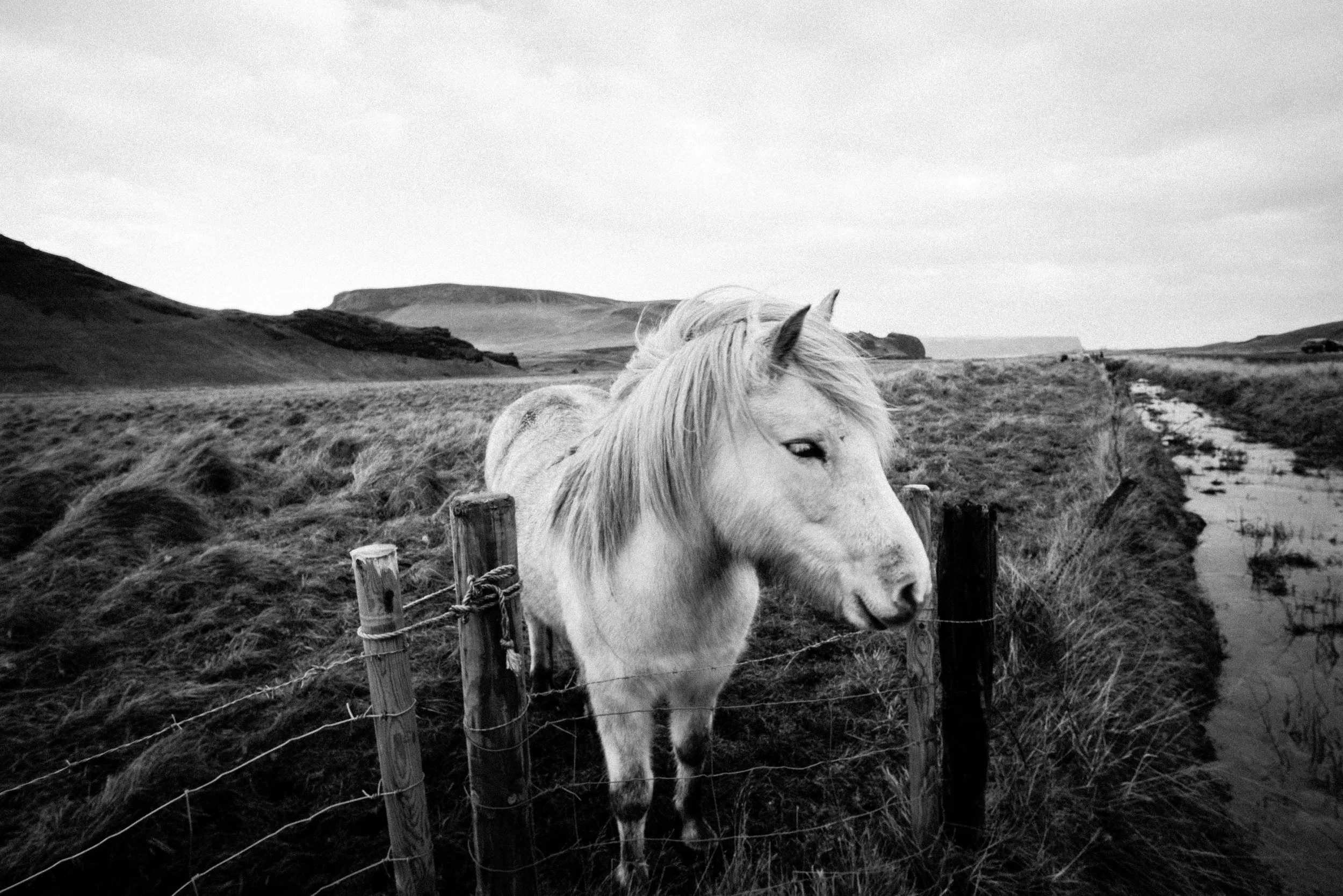 Icelandic Horse #2.jpg