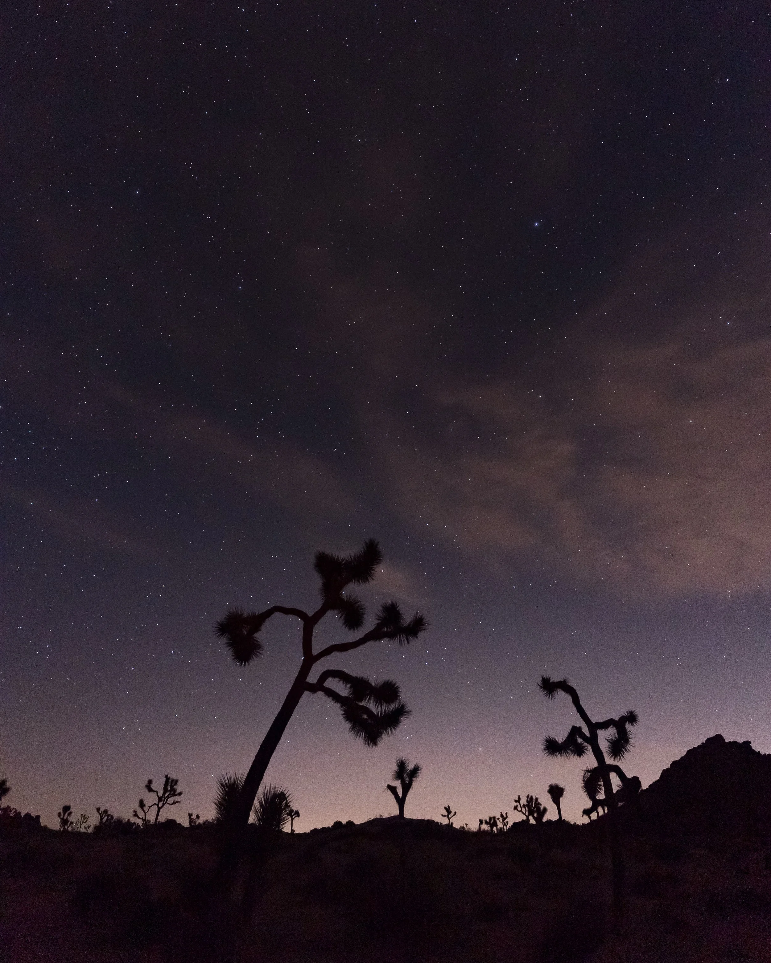 JoshuaTree-46.jpg
