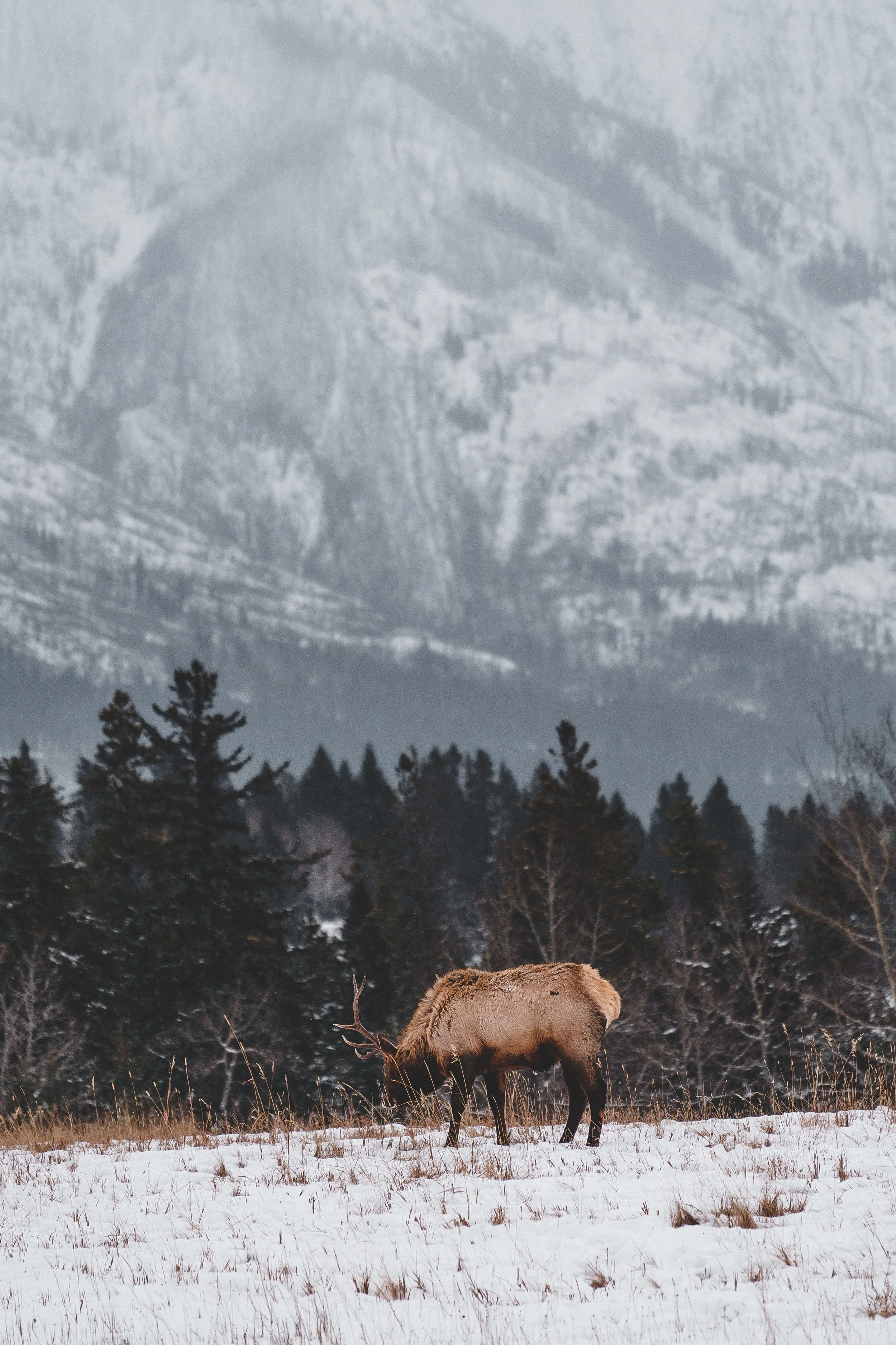 Banff-31.jpg