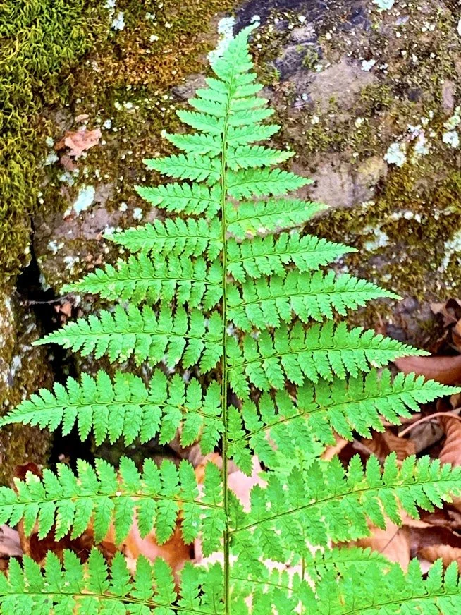 Fern.jpg