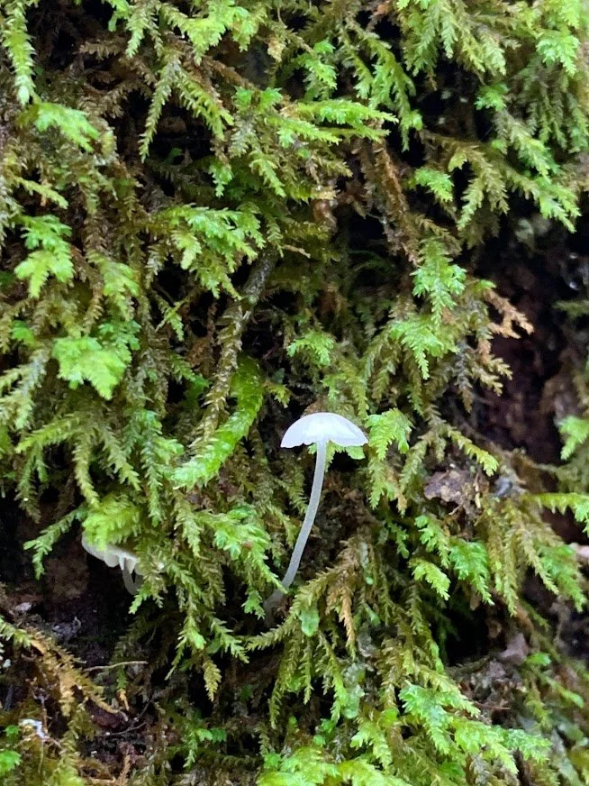 Little white shroom.jpg