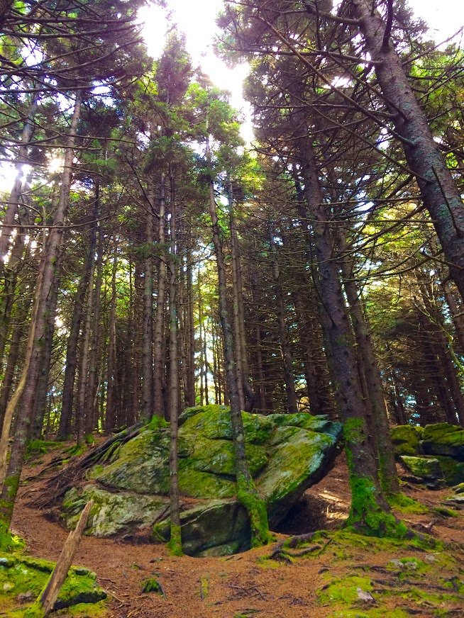 Roan Mtn trees.JPG