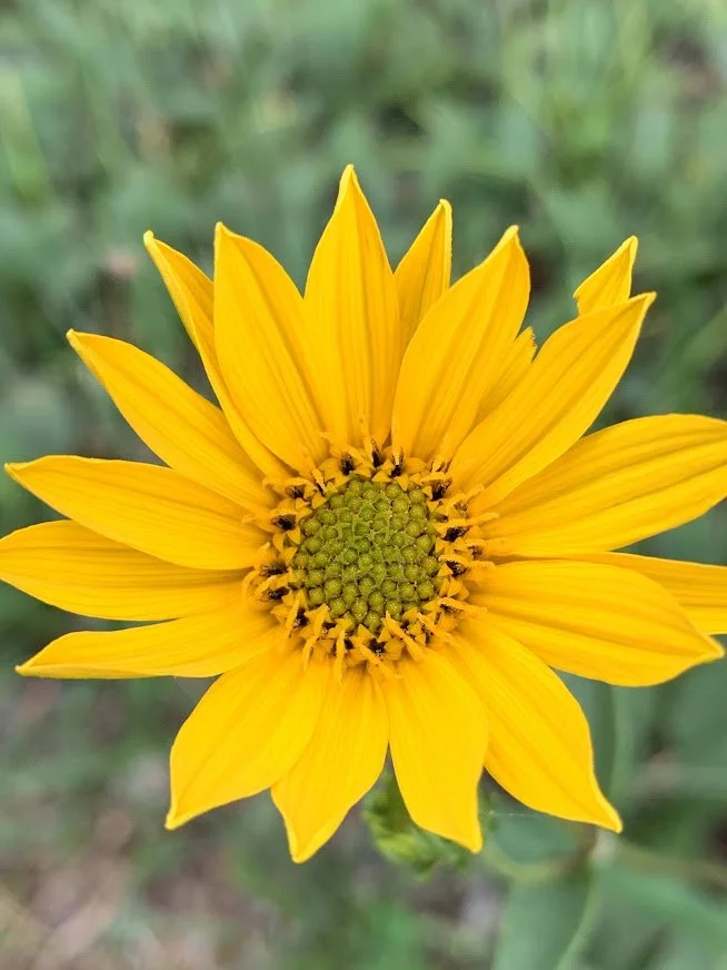 Yellow flower.jpg