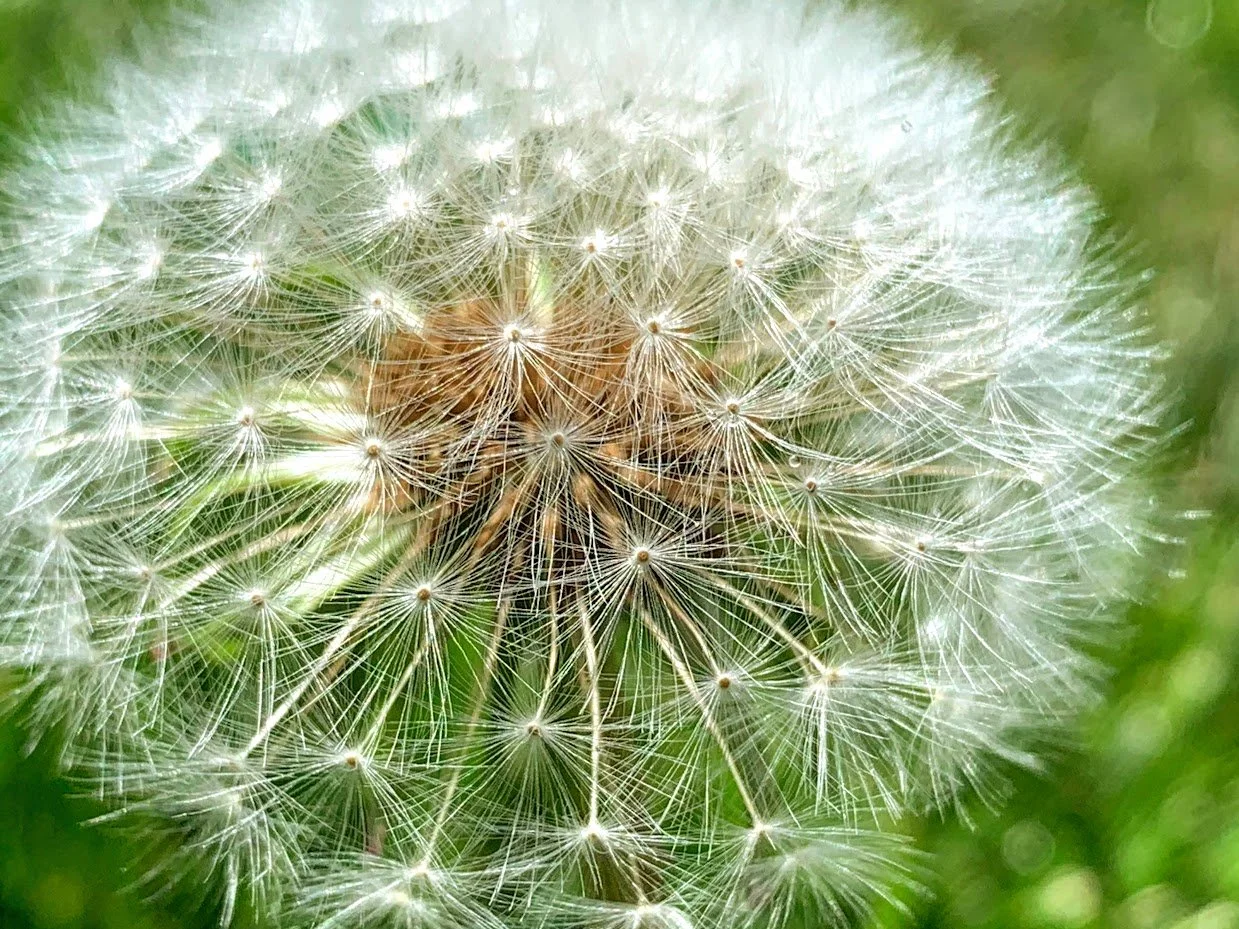 Dandelion.jpg