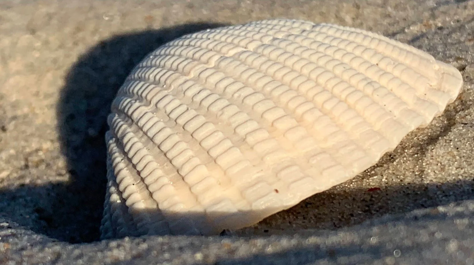 Shell ridges.jpg