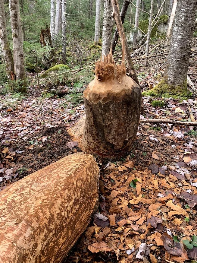 Beaver log.jpg