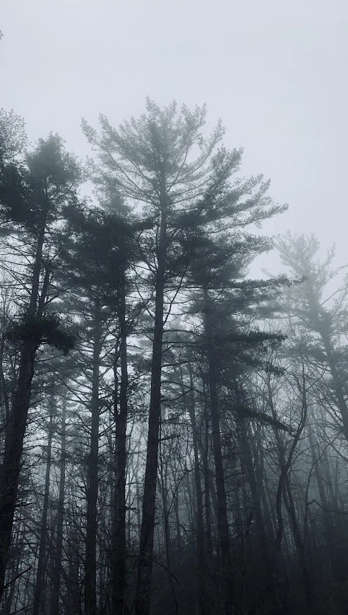 Trees in fog.JPG