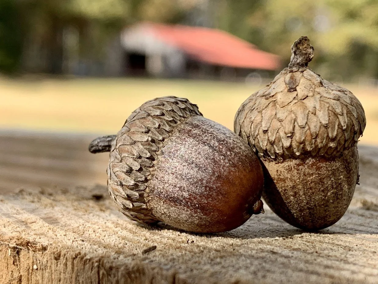 Acorns.jpg