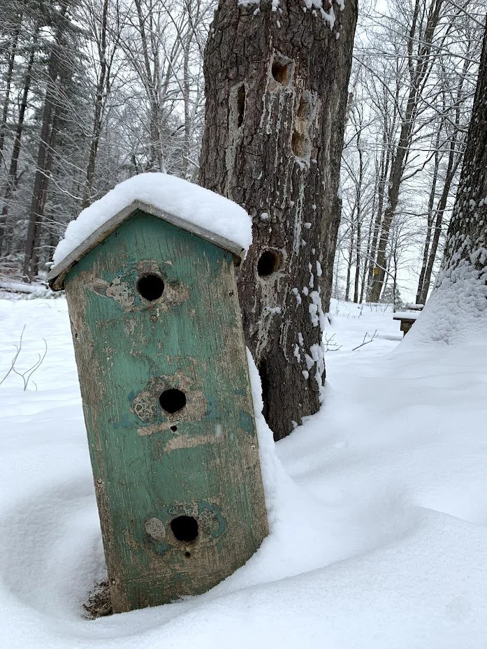 Birdhouse holes.jpg