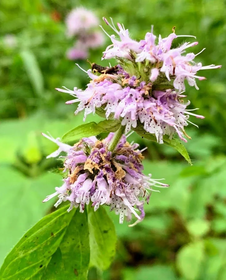 Flower with grasshopper.jpg